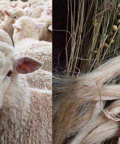 Collage featuring a sheep and raw linen fibers shatnez meaning