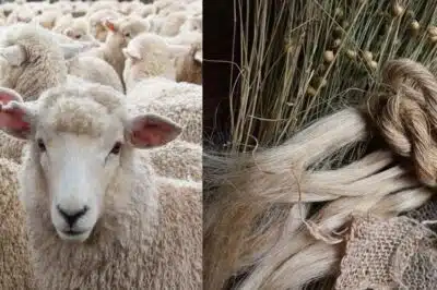 Collage featuring a sheep and raw linen fibers